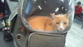 PEETA -  Domestic Short Hair Cat for Adoption in Charlotte, North Carolina - PEETA | PetCurious