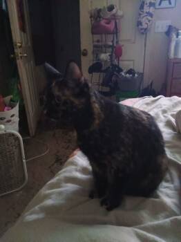 Rescue Calico Cats for Adoption in Biloxi, Mississippi - Penelope | PetCurious