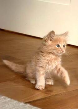 Biscuit -  Domestic Long Hair and Tabby Cat for Adoption in Campbell, California - Biscuit | PetCurious