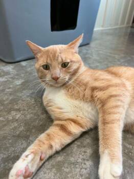Mr. T -  Domestic Short Hair Cat for Adoption in Medford, Wisconsin - Mr. T | PetCurious