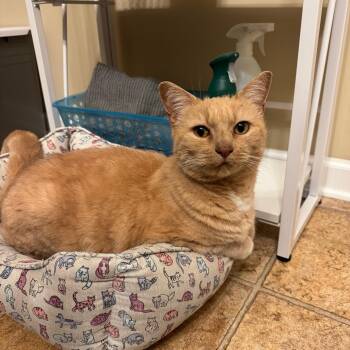 Domestic Short Hair Cats Available for Adoption - Sonny | PetCurious
