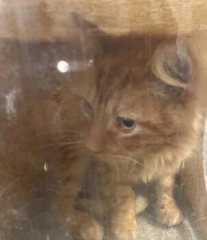 Domestic Short Hair Cats Available for Adoption in Shreveport, Louisiana - Heathcliff | PetCurious