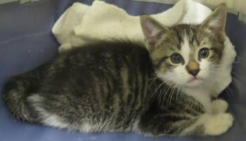 Davie -  Domestic Short Hair Cat for Adoption in Lexington, Virginia - Davie | PetCurious