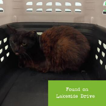 Frannie -  Domestic Short Hair Cat for Adoption in Lynchburg, Virginia - Frannie | PetCurious