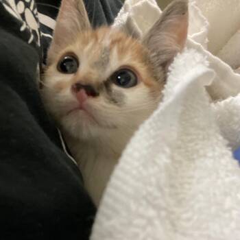 Wisteria -  Domestic Short Hair Cat for Adoption in Lynchburg, Virginia - Wisteria | PetCurious