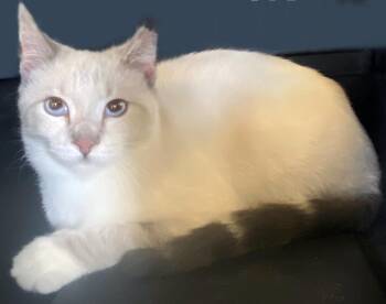 Siamese Cats Available for Adoption in Mansfield, Ohio - Blue King | PetCurious