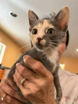 Rescue Domestic Short Hair Cats for Adoption in Boca Raton, Florida - Autumn 5236 | PetCurious