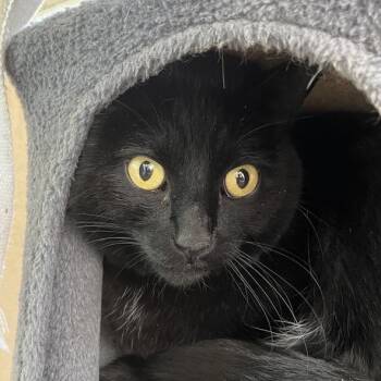 Domestic Short Hair Cats Available for Adoption in Temecula, California - Mo | PetCurious