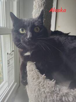 Alaska -  Domestic Short Hair Cat for Adoption in Spencerville, Ontario - Alaska | PetCurious