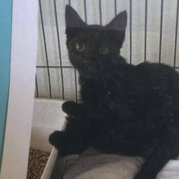 Soot -  Domestic Short Hair Cat for Adoption in Bentonville, Arkansas - Soot | PetCurious