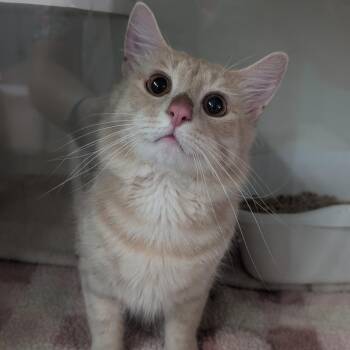 Biff -  Maine Coon and Domestic Short Hair Cat for Adoption in Jefferson City, Tennessee - Biff | PetCurious