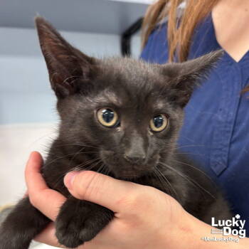 Rescue Domestic Short Hair Cats for Adoption in Washington, District Of Columbia - Zen | PetCurious