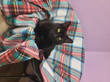 Rescue Domestic Short Hair Cats for Adoption in Barton, Vermont - Sushi | PetCurious