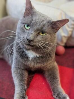 Humphrey Bogart -  Domestic Short Hair Cat for Adoption in Batavia, Ohio - Humphrey Bogart | PetCurious