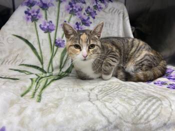Domestic Short Hair Cats Available for Adoption in Edinburg, Virginia - Saffron | PetCurious