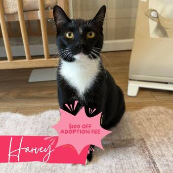 Domestic Short Hair Cats Available for Adoption - Harvey | PetCurious