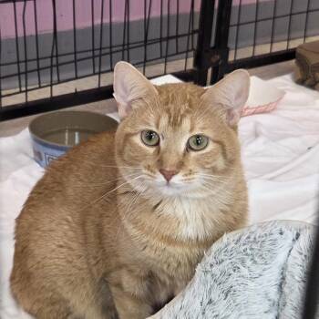 Domestic Short Hair Cats Available for Adoption in Branson, Missouri - Yik | PetCurious