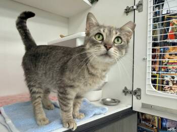 Domestic Short Hair Cats Available for Adoption in Cleveland, Ohio - Trixie | PetCurious