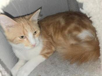 Rescue Domestic Long Hair and Tabby Cats for Adoption in Liverpool, Texas - Skye | PetCurious