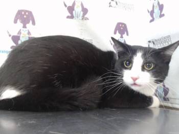 NOVA -  Domestic Short Hair Cat for Adoption in Orlando, Florida - NOVA | PetCurious