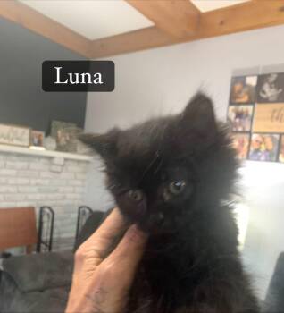 Luna -  Domestic Long Hair and Maine Coon Cat for Adoption in Washington Township, New Jersey - Luna | PetCurious