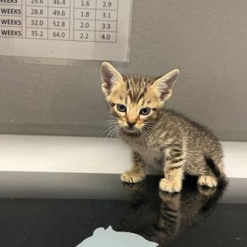 Hannah K4 -  Domestic Short Hair Cat for Adoption in Saint Joseph, Missouri - Hannah K4 | PetCurious