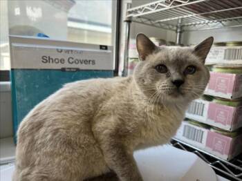 Rescue Siamese Cats for Adoption in Rancho Cucamonga, California - BELL22 | PetCurious
