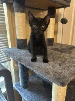 Nena -  Domestic Short Hair Cat Available for Adoption in Orlando, Florida - Nena | PetCurious