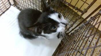 TAFFY -  Domestic Short Hair Cat for Adoption in Doral, Florida - TAFFY | PetCurious