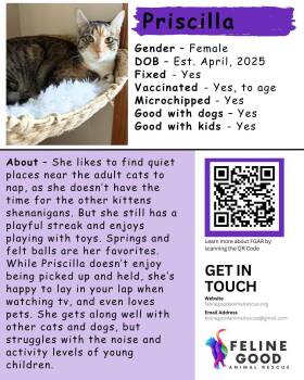 Priscilla -  Calico Cat for Adoption in Eugene, Oregon - Priscilla | PetCurious