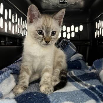 Boo! -  Domestic Medium Hair Cat for Adoption in Pacific Grove, California - Boo! | PetCurious