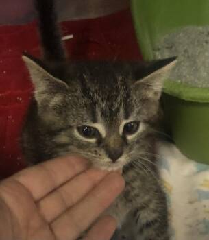 Domestic Short Hair Cats Available for Adoption in Parma, Ohio - Thelma | PetCurious