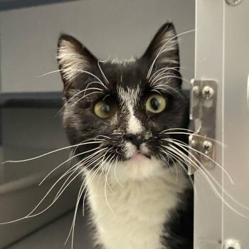 Domestic Medium Hair Cats Available for Adoption - Sylvester | PetCurious