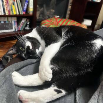 Oreo -  Domestic Short Hair and Tuxedo Cat for Adoption in West Richland, Washington - Oreo | PetCurious