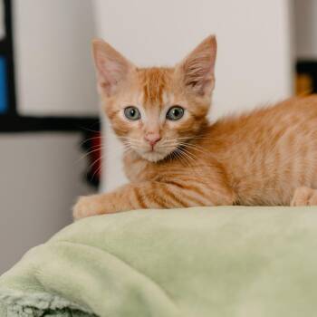 Tater -  Domestic Short Hair Cat for Adoption in Los Angeles, California - Tater | PetCurious