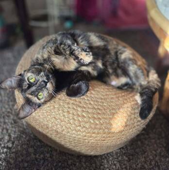 Geez Louise -  Domestic Short Hair Cat for Adoption in Lincoln, Nebraska - Geez Louise | PetCurious
