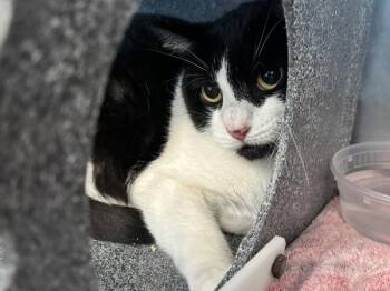 Asuka -  Domestic Short Hair Cat for Adoption - Asuka | PetCurious