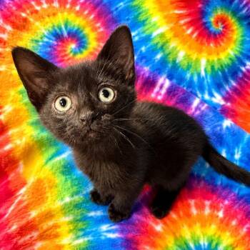 Bingo CM 4/26 -  Bombay and Tabby Cat for Adoption - Bingo CM 4/26 | PetCurious