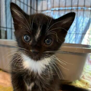 Domestic Short Hair Cats Available for Adoption in Blairsville, Georgia - Strike | PetCurious