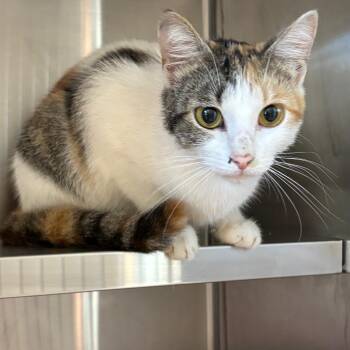 Meadow -  Domestic Short Hair Cat for Adoption in Chattanooga, Tennessee - Meadow | PetCurious