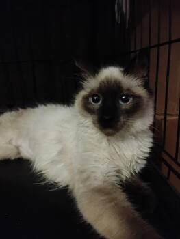 Siamese Cats Available for Adoption - Bubbles ( Kat) | PetCurious