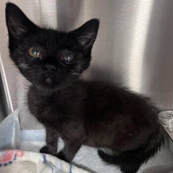 Season -  Domestic Short Hair Cat for Adoption in Bentonville, Arkansas - Season | PetCurious