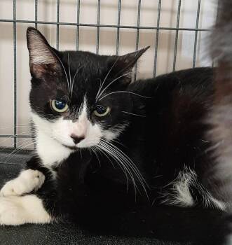 Genie -  American Shorthair Cat for Adoption in Georgetown, Ohio - Genie | PetCurious