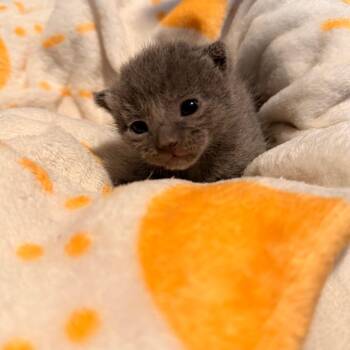 Tango -  Domestic Short Hair Cat for Adoption in Austin, Texas - Tango | PetCurious