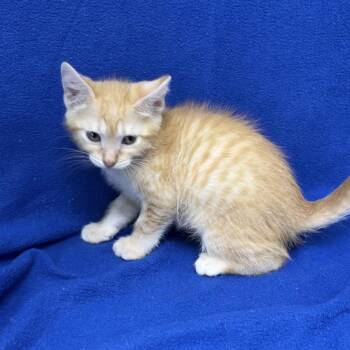 Crush -  Domestic Short Hair Cat for Adoption in Valdosta, Georgia - Crush | PetCurious