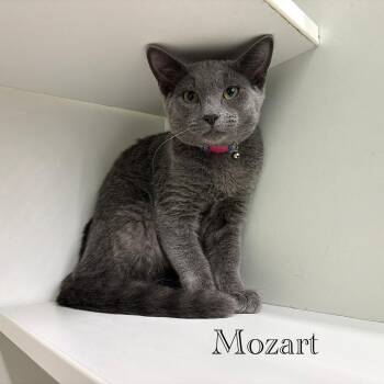 Mozart -  Domestic Short Hair Cat for Adoption in Hazlet, New Jersey - Mozart | PetCurious