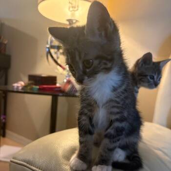 Silly Goose -  Domestic Short Hair Cat for Adoption in Fort Lauderdale, Florida - Silly Goose | PetCurious