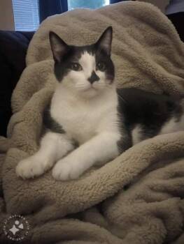 Rescue Tuxedo and American Shorthair Cats for Adoption in Hoboken, New Jersey - TOOTSIE | PetCurious