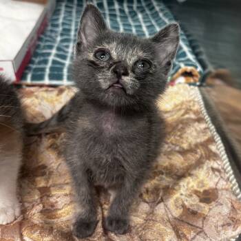 Rescue Domestic Short Hair Cats for Adoption in Los Angeles, California - Bluey | PetCurious