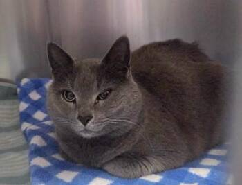 Domestic Short Hair Cats Available for Adoption - Coco Puff | PetCurious